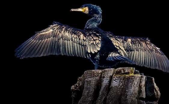 Seaside Seabird Sanctuary - Attraction
