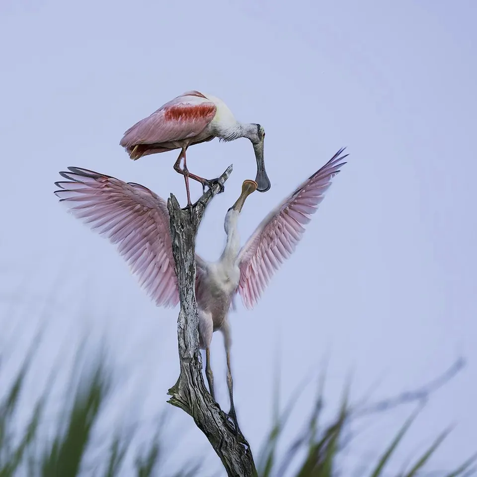 Bird & Wildlife Photography in Tampa