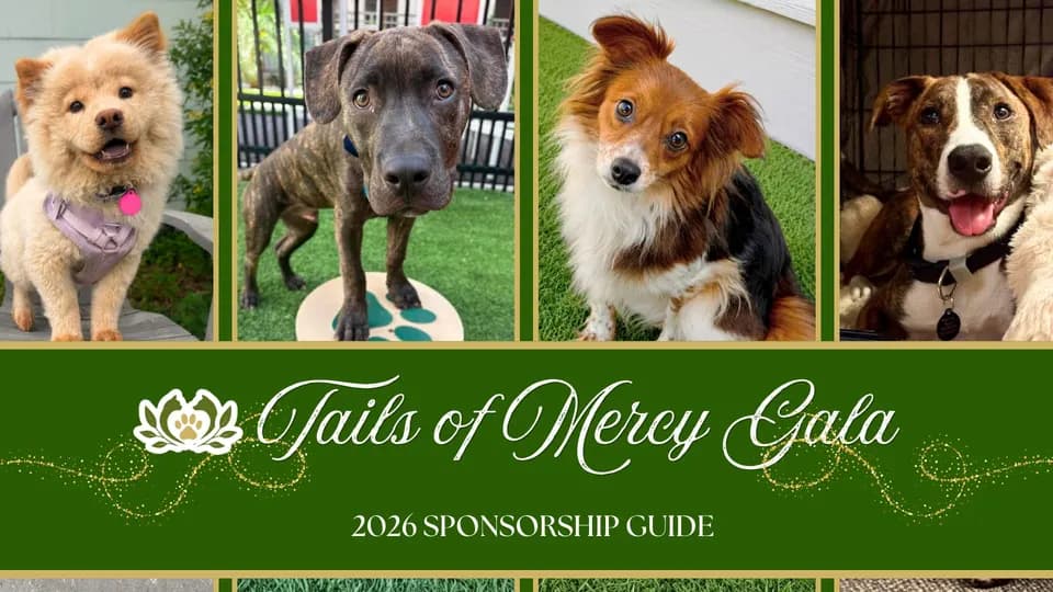Tails of Mercy Gala 2026 in Tampa