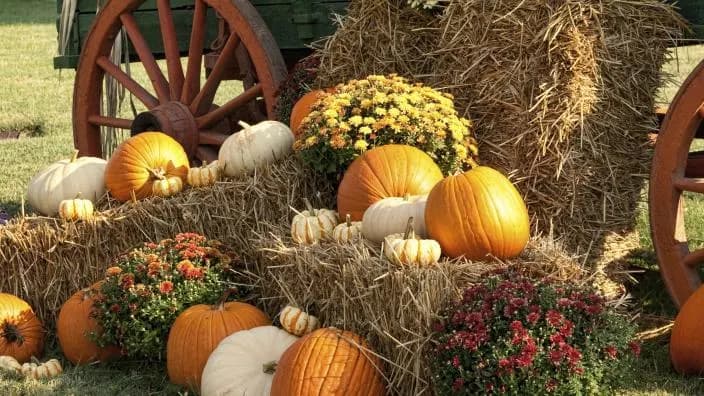 Raprager Farms Fall Festival in Outside Tampa Bay