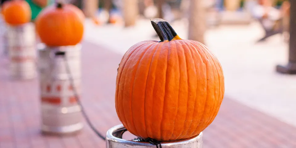 Pumpkin Patch & Fun Fall Fest in Tampa