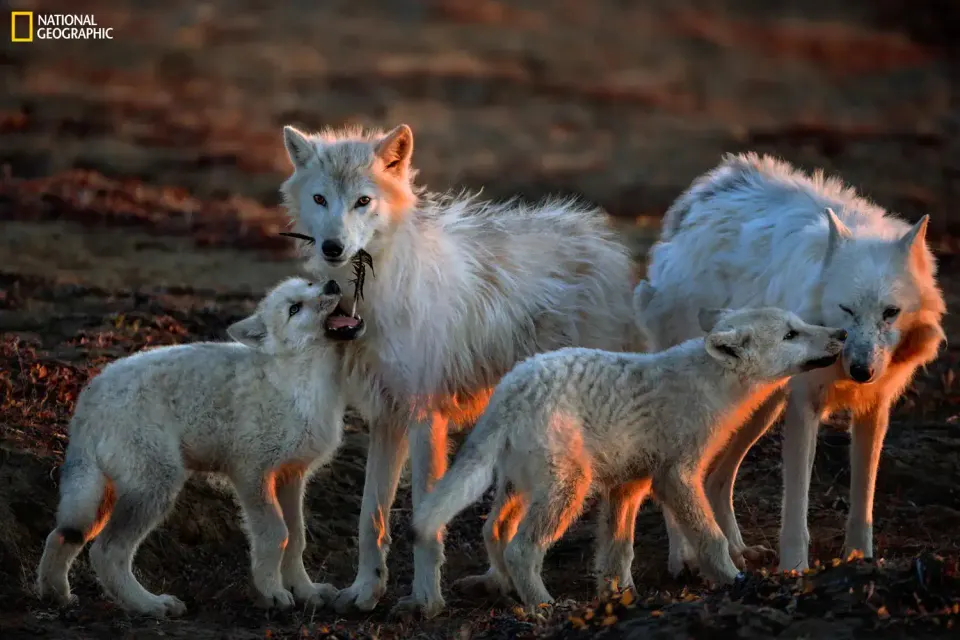 Wolves: Photography by Ronan Donovan — Closing Weekend in St. Petersburg
