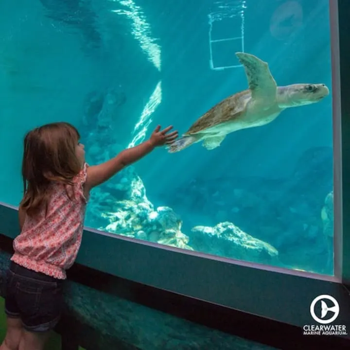 Clearwater Marine Aquarium in Clearwater