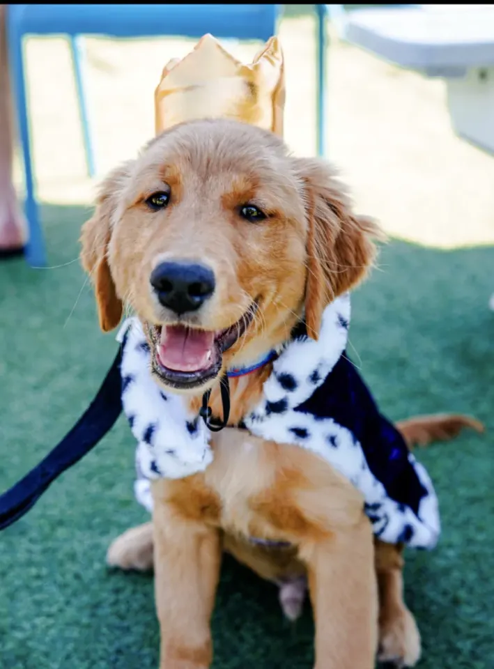 Howl-O-Ween in Tampa