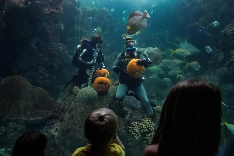Guppyween at The Florida Aquarium in Tampa