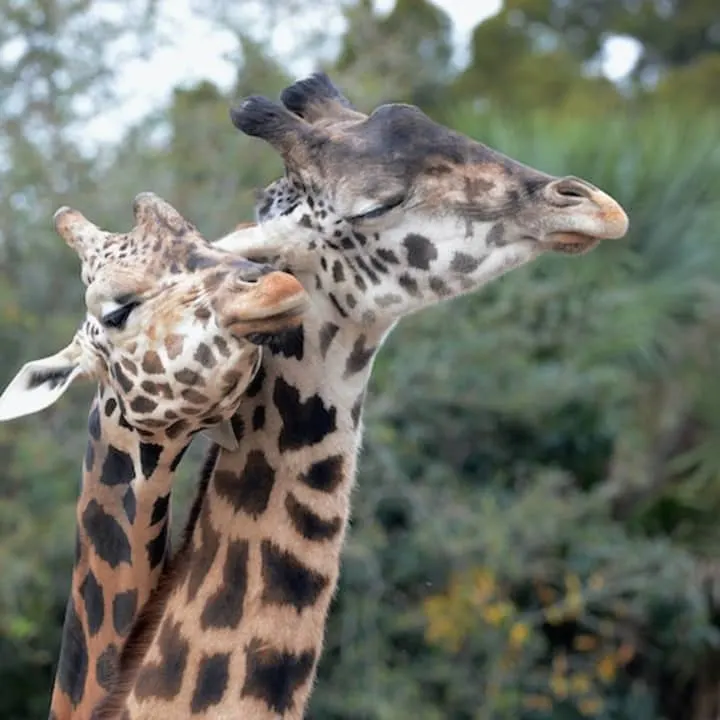 ZooTampa at Lowry Park: Fast Track Admission in Tampa