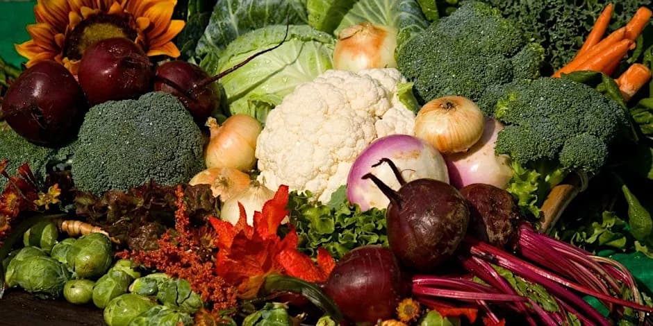 Vegetable Gardening in St. Petersburg