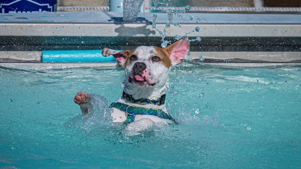 Dog Swim Day in St. Petersburg