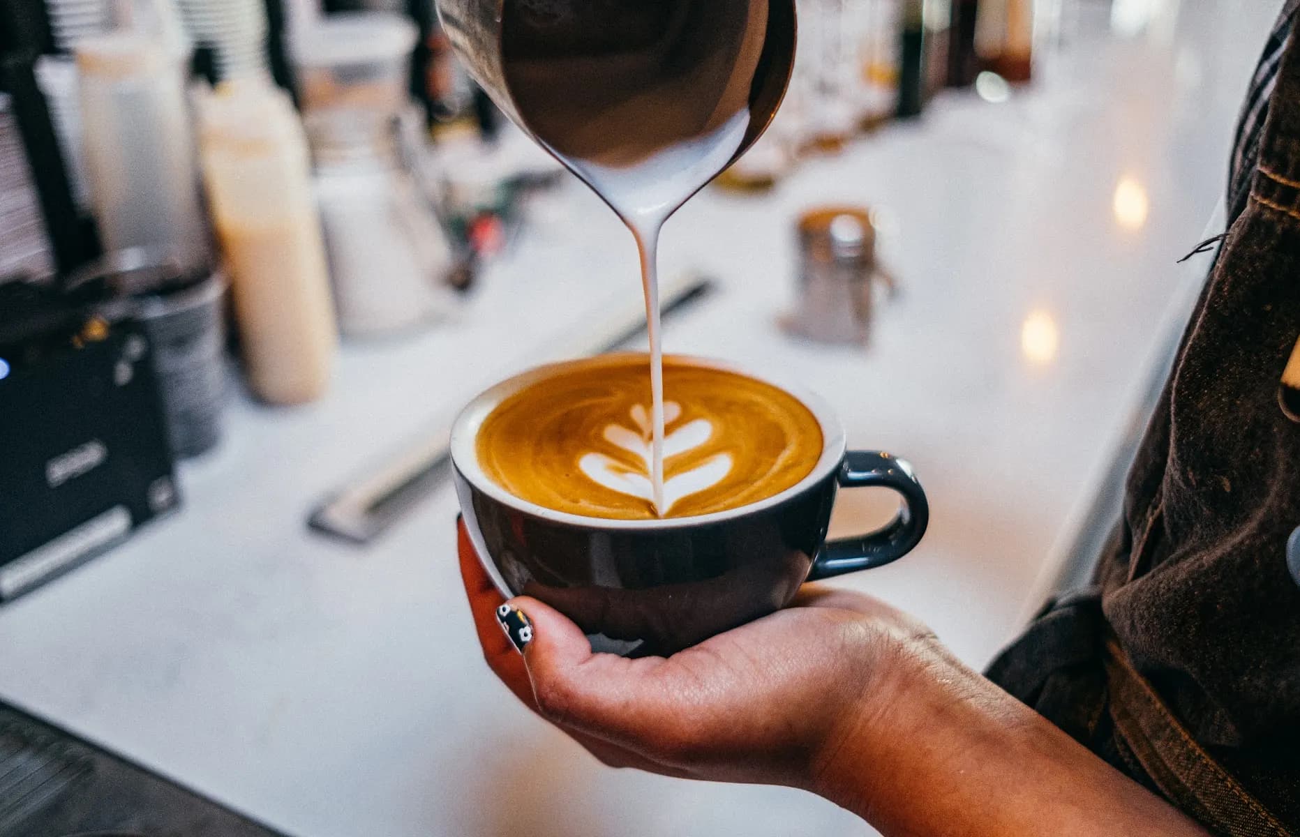 Foxtail Coffee (Carrollwood) - Coffee shop