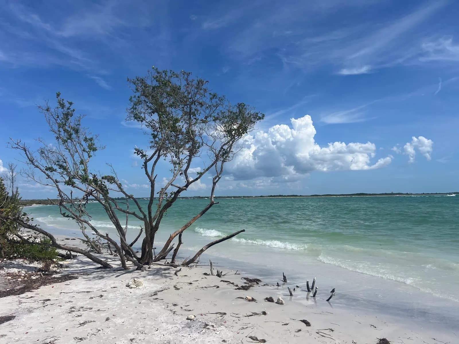 Honeymoon Island State Park (Beach) - Beach