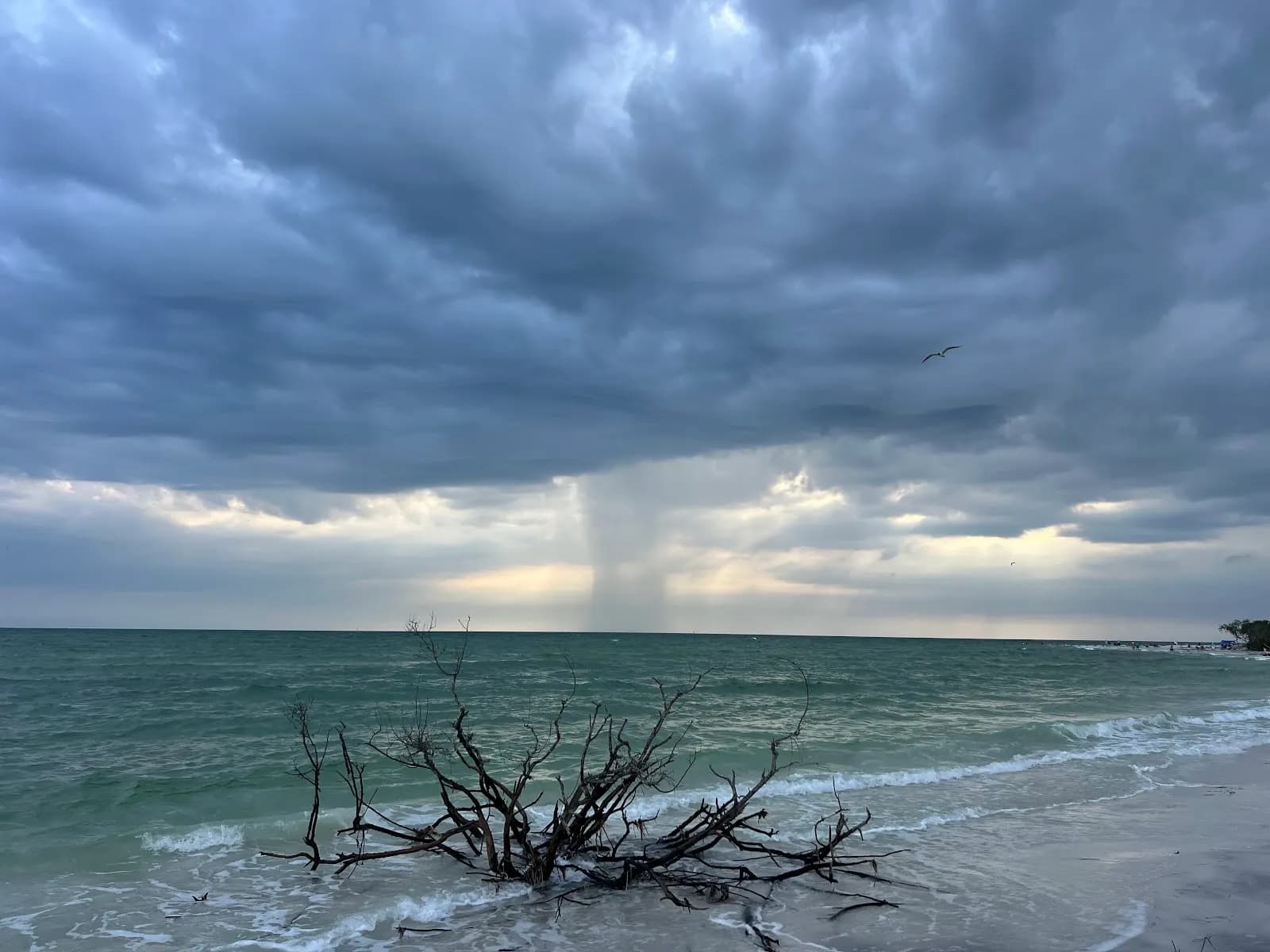 Honeymoon Island State Park South Beach - Beach